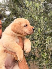 Labrador pedigree