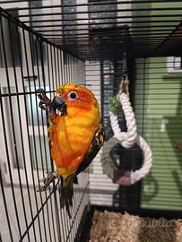 Conuro del sole con gabbia