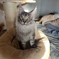 Cuccioli Maine con disponibili