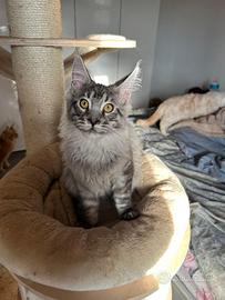 Cuccioli Maine con disponibili