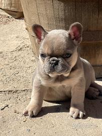 Bulldog francese exotic