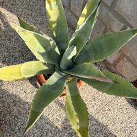 Pianta di agave