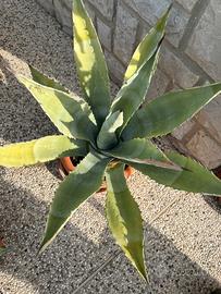 Pianta di agave