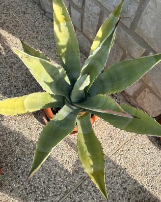 Pianta di agave