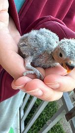 Inseparabili (agapornis roseisollis) da imbecco