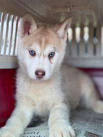 Cuccioli di siberian husky occhi azzurri