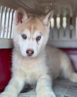 Cuccioli di siberian husky occhi azzurri