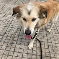 Cagnolino taglia media