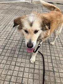 Cagnolino taglia media