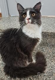 Cucciola Maine coon