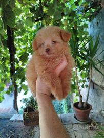 Maltipoo Mini Toy maschio