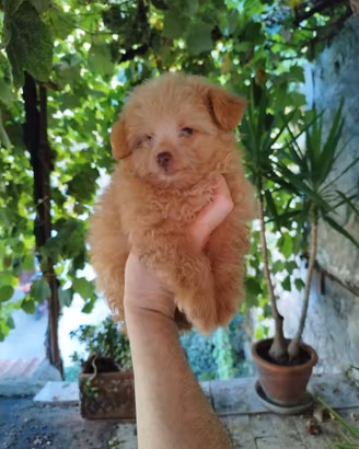 Maltipoo Mini Toy maschio