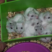 Allevatore di animali in genere