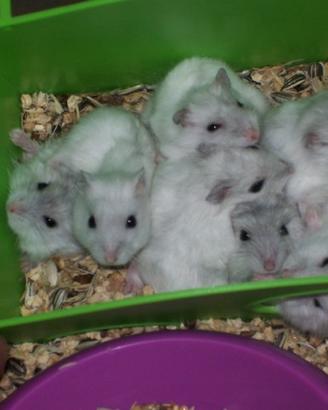 Allevatore di animali in genere
