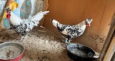 Coppia Appenzeller del ciuffo