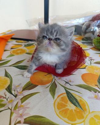 Gatto persiano