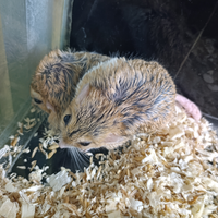 Gerbilli coda grassa