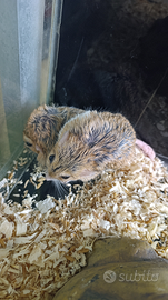 Gerbilli coda grassa