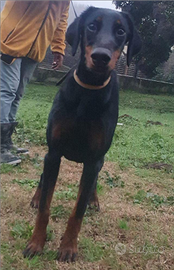 Femmina dobermann 9 mesi