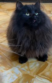 Gattino siberiano nero ipoallergenico