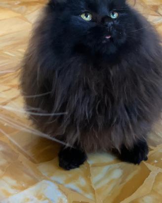 Gattino siberiano nero ipoallergenico