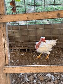 Galli e galline nostrane