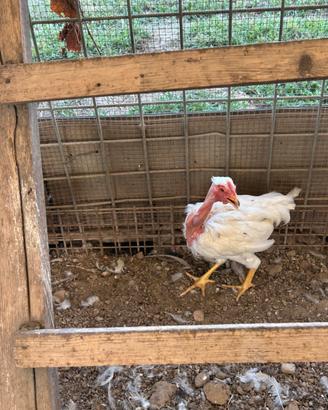 Galli e galline nostrane