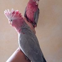 Baby cacatua roseicapilla da imbecco pulli