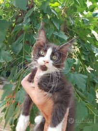 Maine Coon femmina
