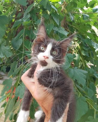 Maine Coon femmina