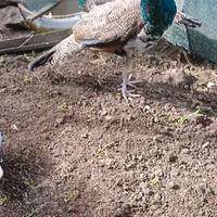 Coppia pavoni comuni