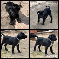 Paco e Tacos, cuccioli monelli in attesa di casa