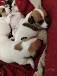Cuccioli di Jack Russell