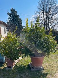 Alberi piante limoni