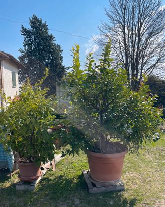 Alberi piante limoni