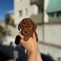 Barboncino nano red brown