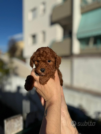 Barboncino nano red brown