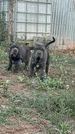 Cuccioli Di Mastino Napoletano 3 mesi e vaccinati