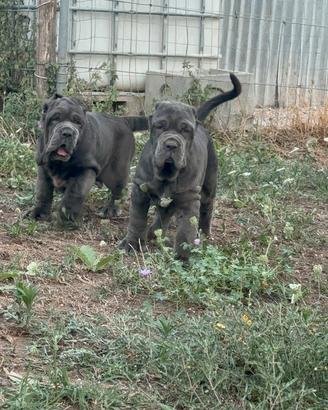 Cuccioli Di Mastino Napoletano 3 mesi e vaccinati