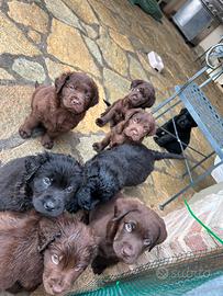 Cuccioli di Labrador