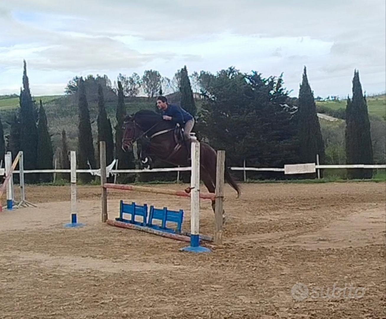 Castrone sella italiano - Animali In vendita a Sud Sardegna