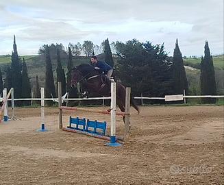 Castrone sella italiano