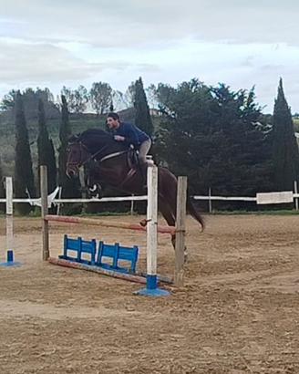 Castrone sella italiano