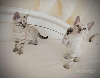 Cuccioli snow links femmine 2 mesi