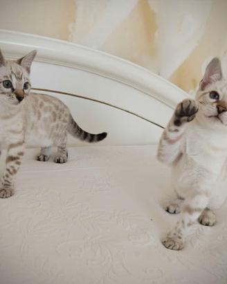 Cuccioli snow links femmine 2 mesi