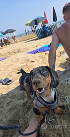 Bassotto arlecchino- disponibile per monta