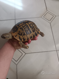 Tartaruga d acqua