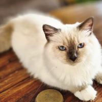 Cuccioli sacro di Birmania con pedigree