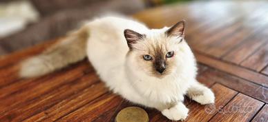 Cuccioli sacro di Birmania con pedigree