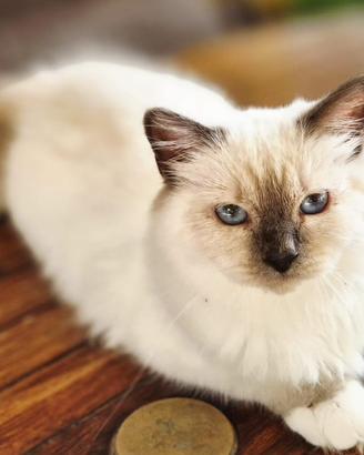 Cuccioli sacro di Birmania con pedigree